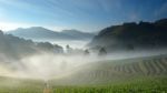 Beautiful Strawberry Farm And Mountaineer Among Mountain And Fog Stock Photo