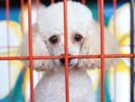 Dog In Cage Stock Photo