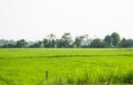 Rice Field Green Grass With Sun Shine Stock Photo