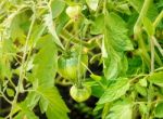 Three Ripening Green Tomatoes Stock Photo