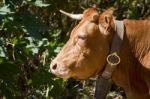 Domesticated Brown Cow Stock Photo