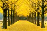 Row Of Yellow Ginkgo Tree In Nami Island, Korea Stock Photo