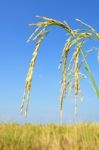 Paddy Rice Stock Photo