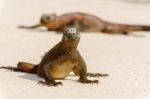 Marine Iguana On Galapagos Islands Stock Photo