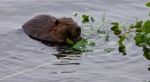 Beautiful Background With A Beaver Eating Leaves Of A Branch In The Lake Stock Photo