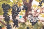 Grapes In Vineyard At Farm For Background Stock Photo