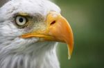 American Bald Eagle Stock Photo