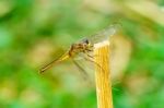 Yellow Black Pattern Dragon Fly Close Up Stock Photo