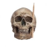 Human Skull With A Pencil At Cheekbone For Creative Idea Concept Stock Photo