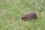 European Hedgehog (erinaceus Europaeus) Stock Photo