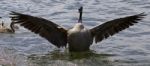 Beautiful Isolated Picture Of A Canada Goose With The Opened Wings Stock Photo