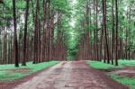 Pine Trees With The Beauty Stock Photo