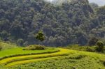 Rice Field Surrounded In Vietnam Surrounded By Mountains Stock Photo