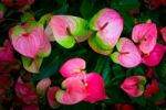 Red And Pink Anthurium Flower Also Known As Tail Flower Stock Photo