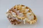 Seashell Close-up Stock Photo