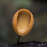 Coat Mushroom Stock Photo