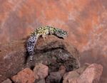 Lizard On Desert Rocks Stock Photo