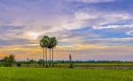 Sugar Palm Tree In Sunset Stock Photo