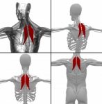 Medical Illustration Of The Rhomboideus Stock Photo