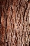 Bark Tree Stock Photo