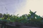 Ivy Gourd With Blue Sky Background Stock Photo