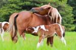 Horse Foal Suckling From Mother Stock Photo