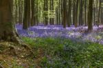 Bluebells In Wepham Woods Stock Photo