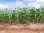 Corn Farm Stock Photo