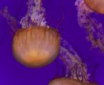 Photo Of Two Beautiful Deadly Jellyfishes Swimming Stock Photo