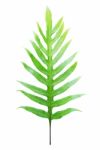 Fern Leaf Isolated On White Background Stock Photo