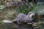 Asian Small-clawed Otter (aonyx Cinerea Syn. Amblonyx Cinereus) Stock Photo