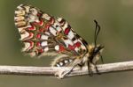 Spanish Festoon Butterfly (zerynthia Rumina) Stock Photo