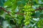 Young Green Grapes Stock Photo