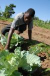 African Farmers Stock Photo