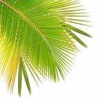 Coconut Leaf Isolated White Background Stock Photo