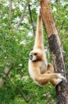 Gibbon (hylobates Lar) Climb Tree In Forest ,chiangrai ,thailand Stock Photo