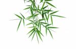 Bamboo Leaves Isolated On White Stock Photo