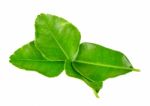 Bergamot Leaf Isolated On The White Background Stock Photo