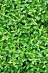 Artificial Tiny Green Leaves Texture Stock Photo