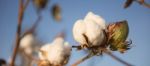 Cotton Field In Oakey, Queensland Stock Photo