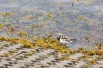 Ruddy Turnstone (arenaria Interpres) Stock Photo