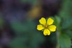 Sulfur Cinquefoil (potentilla Recta) Stock Photo