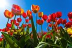 Yellow And Red Tulips Stock Photo