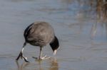 Coot (fulcia Atra) Gingerly Walking On The Ice At Warnham Nature Stock Photo