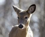 Beautiful Isolated Picture With A Wild Deer In The Forest Stock Photo