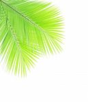 Green Coconut Leaves Isolated On White Background Stock Photo