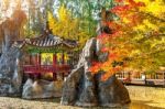 Autumn In Nami Island, Korea Stock Photo