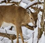 Beautiful Isolated Photo Of A Wild Deer In The Snowy Forest Stock Photo