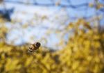 Hoverfly Insect Stock Photo