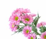 Pink Chrysanthemum Flower On White Background Stock Photo